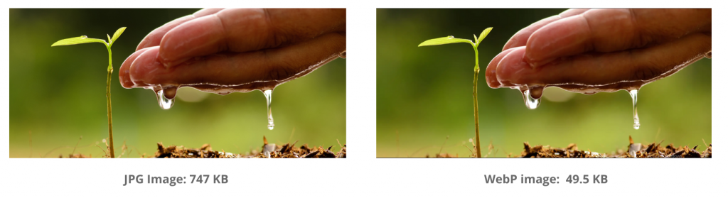 side-by-side comparison of an image of hands cupping water next to a plant. The images look almost exactly the same, yet the WebP image is 15 times lighter! 